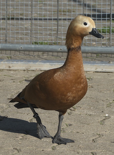 观众和玩家